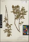 Foto von Salix glauca L. x Salix phylicifolia L.